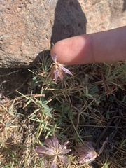 Trifolium longipes multipedunculatum