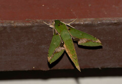 Xylophanes chiron