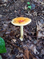 Amanita parcivolvata