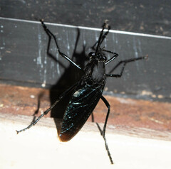 Pseudorus