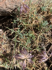 Trifolium longipes multipedunculatum