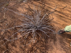 Adenia subsessilifolia image