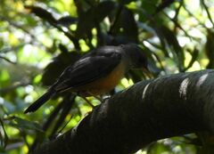 Turdus olivaceus