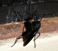 Pseudorus