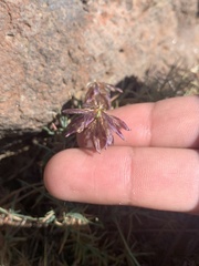 Trifolium longipes multipedunculatum