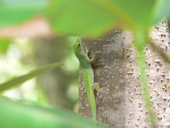 Phelsuma sundbergi longinsulae