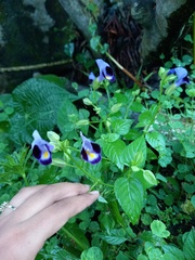 Torenia fournieri