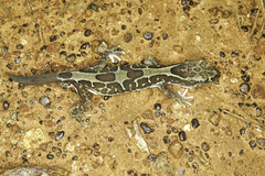 Lucasium steindachneri