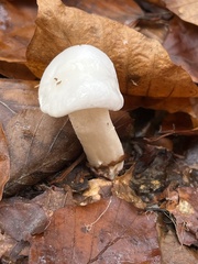 Hygrophorus eburneus