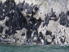 Xenostrobus neozelanicus