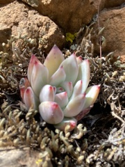 Echeveria colorata