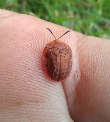 Laccoptera ruginosa