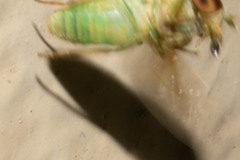 Chlorotabanus