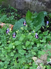 Torenia fournieri