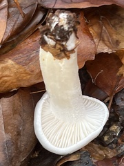 Hygrophorus eburneus
