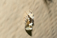 Flatidae
