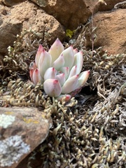 Echeveria colorata