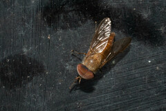 Tabanidae