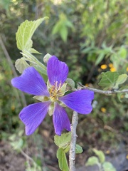 Robinsonella cordata