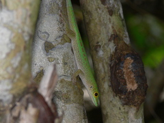 Phelsuma sundbergi longinsulae