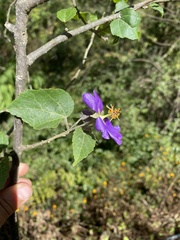 Robinsonella cordata