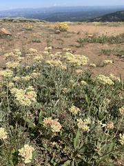 Eriogonum heracleoides