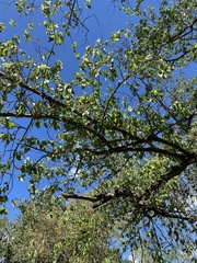 Robinsonella cordata