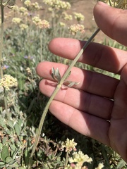 Eriogonum heracleoides