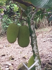 Artocarpus heterophyllus image