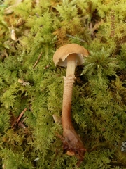 Cystoderma amianthinum rugosoreticulatum
