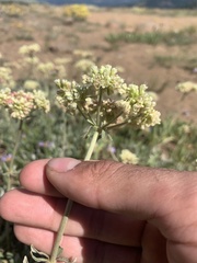 Eriogonum heracleoides
