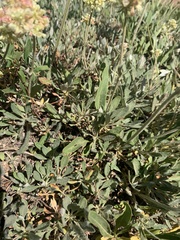 Eriogonum heracleoides