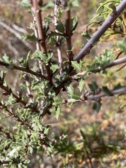 Ceanothus sonomensis