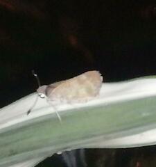 Callimormus saturnus