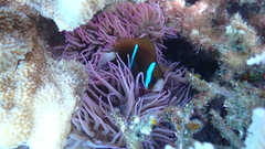 Heteractis