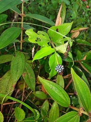 Miconia subcrustulata
