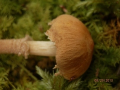 Cystoderma amianthinum rugosoreticulatum