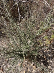 Ceanothus sonomensis