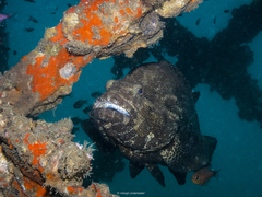 Epinephelus