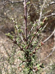 Ceanothus sonomensis