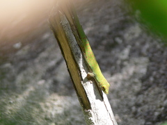 Phelsuma sundbergi longinsulae
