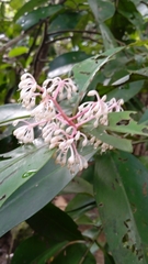 Ardisia compressa