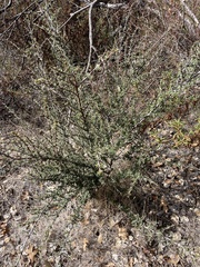 Ceanothus sonomensis