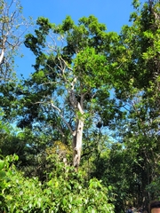 Brosimum alicastrum