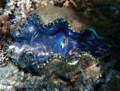 Tridacna