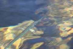 Tylosurus crocodilus