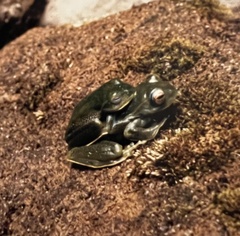 Boophis occidentalis