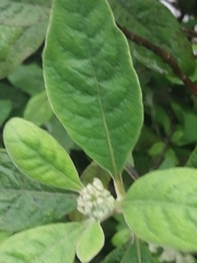 Pluchea carolinensis