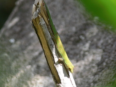 Phelsuma sundbergi longinsulae