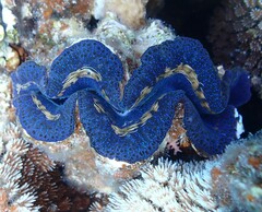 Tridacna